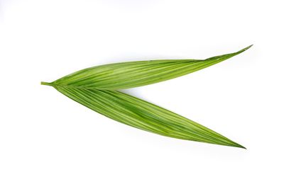 Close-up of green leaf against white background