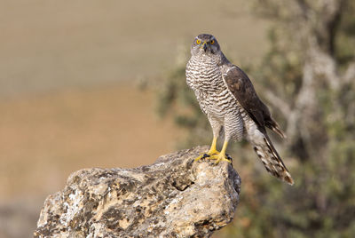 Bird perching on rock