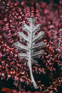 Close-up of frozen plant during winter