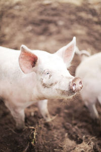 Close-up of piglet