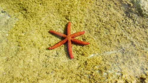 High angle view of starfish on beach
