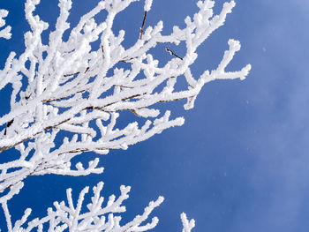 Low angle view of snow covered plants against blue sky