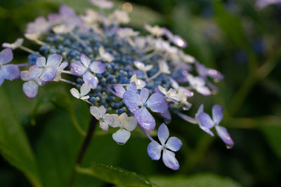 Close-up of purple flowering plant