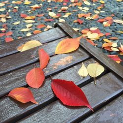 Close-up of leaves on wood