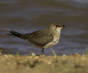 Close-up of bird perching outdoors