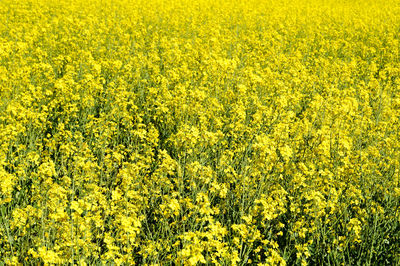 Yellow flowers growing in field