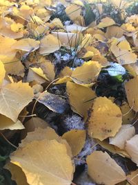 Full frame shot of yellow leaves on land