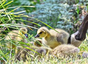 Close-up of young birds on land