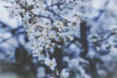 Close-up of apple blossoms in spring