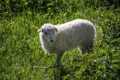 Sheep standing in field