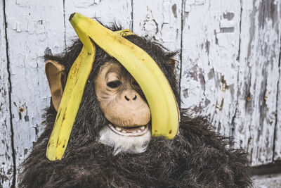 Close-up of yellow flower