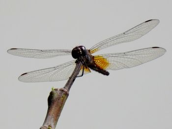 Close-up of insect against white background