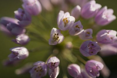 Close-up of purple flowers blooming outdoors