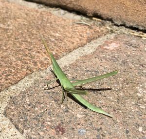 Close-up of grasshopper on a land