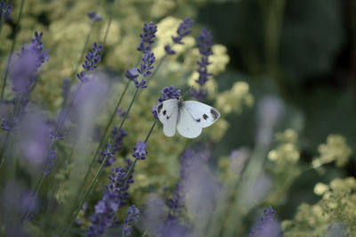 Close-up of insect on white flowers