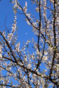 Low angle view of cherry blossom tree against blue sky