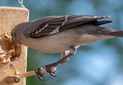 A northern mockingbird on the bird feeder