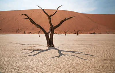 Bare trees at sossusvlei in namib desert