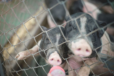 Close-up of an animal seen through chainlink fence