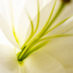 Close up image of an arum lily