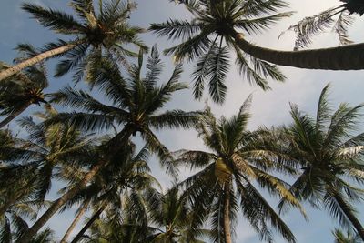 Low angle view of palm trees against sky