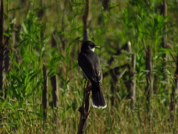 Bird perching on plant