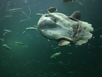 Fish swimming in sea