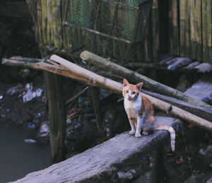 Portrait of cat