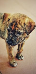 Close-up portrait of dog at home