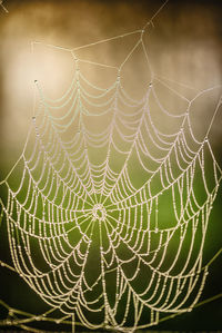 Close-up of spider web