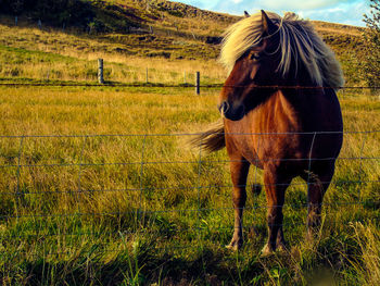 Horse in a field