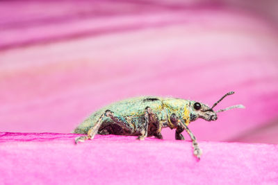 Close-up of weevil on pink leaf