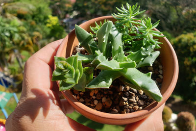 Close-up of hand holding potted plant