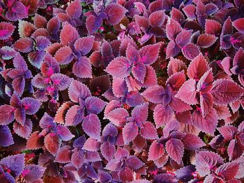 Full frame shot of pink flowering plant