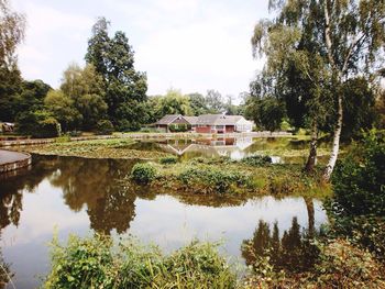 Reflection of trees in water