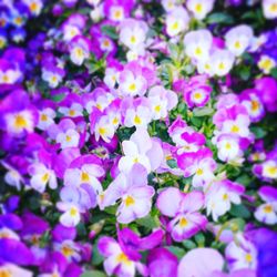 Full frame shot of purple flowers