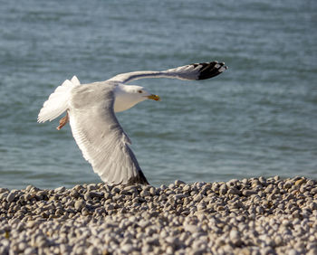 View of seagull flying over sea
