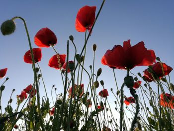 Low angle view of red flowers