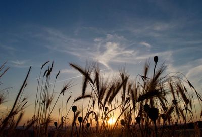 Silhouette plants growing on field against sky during sunset