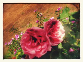 Close-up of flowers blooming against sky