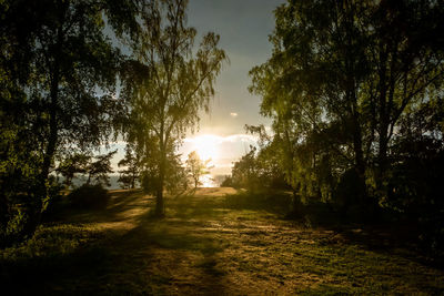 Footpath amidst trees against sky during sunset