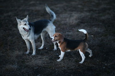 View of two dogs on land