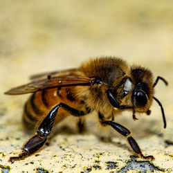 Close-up of bee