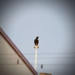 Low angle view of seagull perching on street light against sky