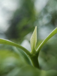Close-up of green plant