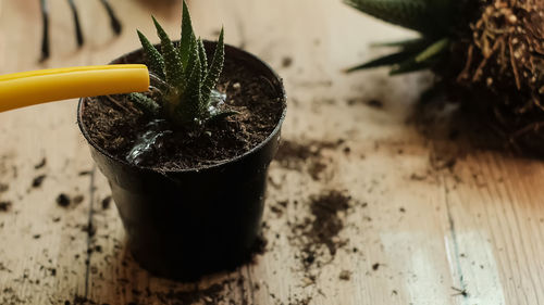 Close-up of potted plant on table