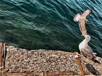 High angle view of seagull on rock