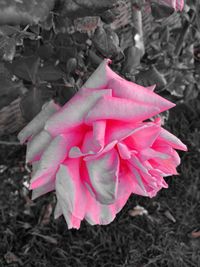 Close-up of pink rose