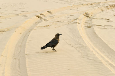 View of a bird on sand