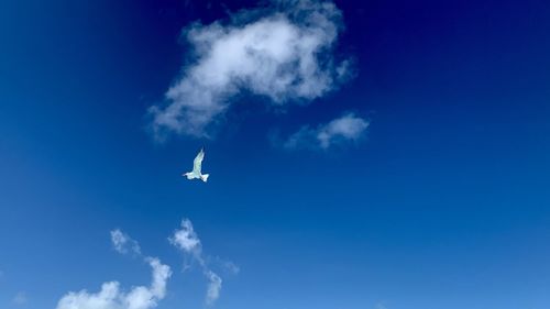 Low angle view of seagull flying against blue sky in varadero, cuba.